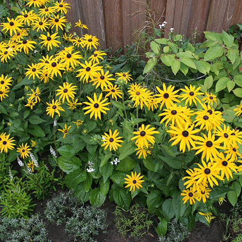 gele-bloemen.jpg